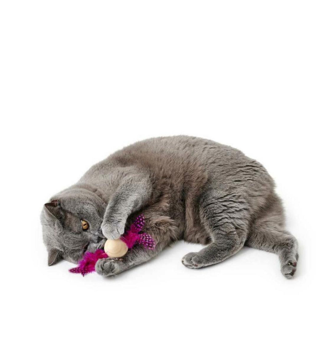 Cats Toys & Accessories