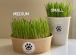 Cats & dogs Grass (Organic) عشبه القطط والكلاب الطبيعيه